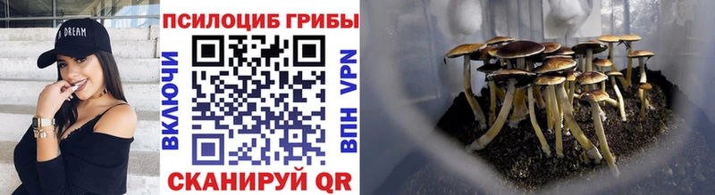Псилоцибиновые грибы Psilocybe  Улан-Удэ 